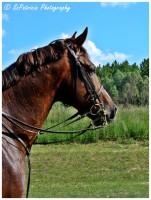 /album/szpatriciaphotography/a18-jpg/