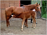 /album/szpatriciaphotography/a50-jpg/