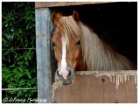 /album/szpatriciaphotography/a51-jpg/