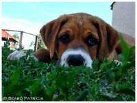 /album/szpatriciaphotography/a7-jpg/