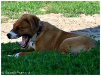 /album/szpatriciaphotography/a9-jpg/