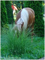 /album/szpatriciaphotography/k-jpg/