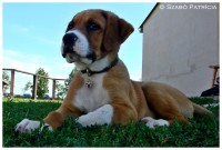 /album/szpatriciaphotography/a8-jpg/