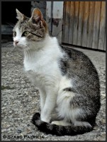 /album/szpatriciaphotography/macsek-jpg/