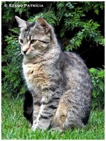 /album/szpatriciaphotography/macska-jpg/