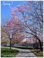 /album/szpatriciaphotography/spring-jpg/