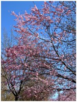 /album/szpatriciaphotography/tavasz-jpg/