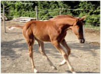 /album/lovas-fotok/lovas9-jpg/